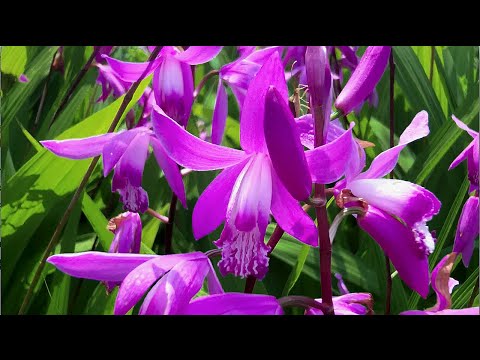 , title : 'The hardy Chinese ground orchid, Bletilla striata'