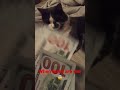 Chris Rock Taxes