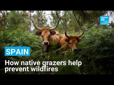How native livestock is reducing the risk of wildfires in Spain's Galicia region