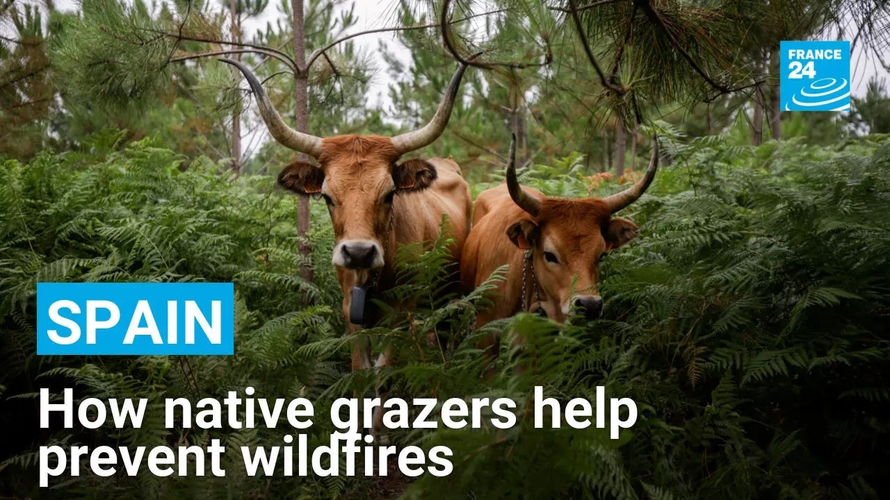 Spain uses native livestock to prevent wildfires after devastating 2025 fire season