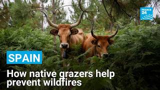 Spain uses native livestock to prevent wildfires after devastating 2025 fire season