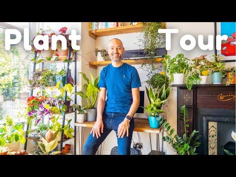 My Plants Are Thriving! Houseplant Tour