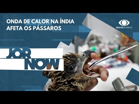 Pássaros estão caindo devido ao calor na Índia