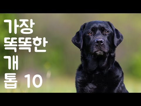 , title : '가장 똑똑한 개 TOP10 | 동물의 세계 - Animal World Korean'