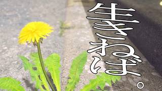目が覚めるとタンポポでした。