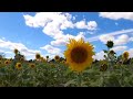 From A Power Plant To A Million Sunflowers See The Amazing Transformation