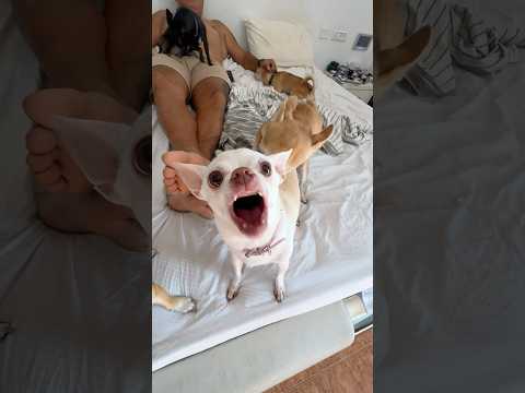 Niki is the leader of the Kuchi Kuchi🤣🤣