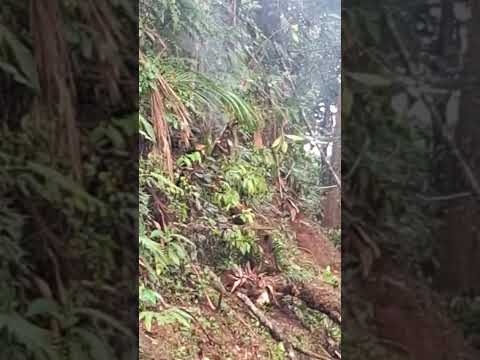 FIO PEGANDO FOGO NA PALESTINA