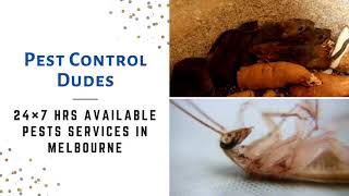 Effective Pest Control Service In Melbourne | Pest Control Dudes | Pest Infestations