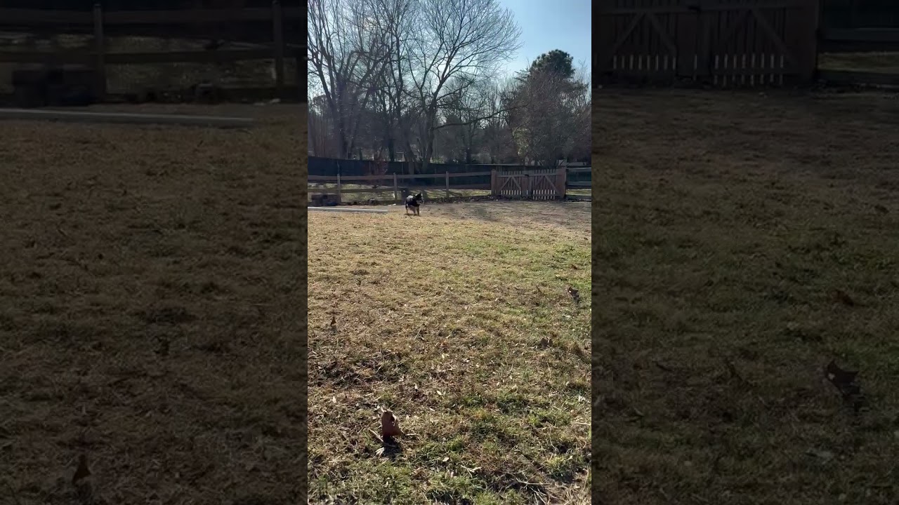 Enlarge Buttonz, a ADOPTABLE Australian Shepherd in Bowie , MD video 3/3