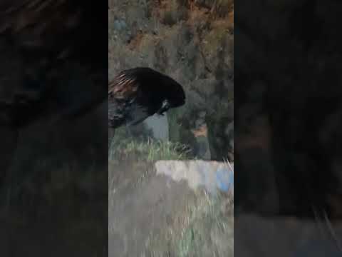 Бобр курва...!!!