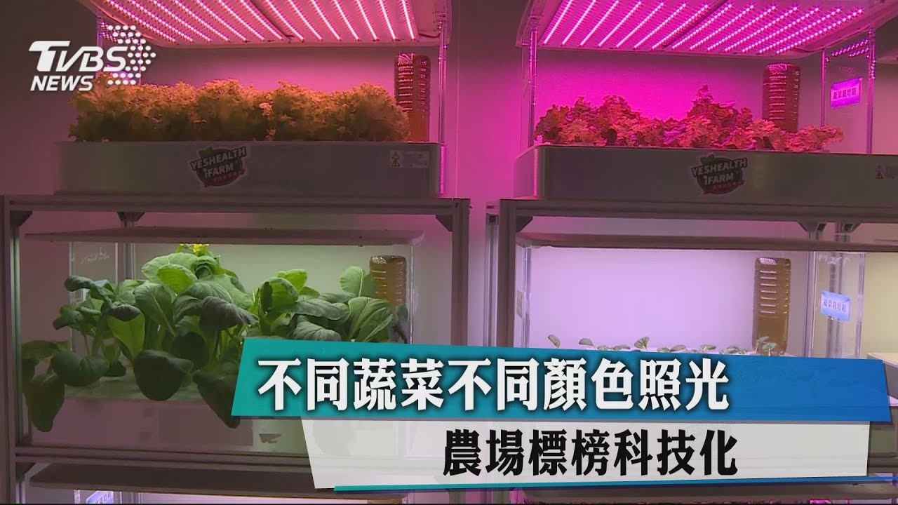 不同蔬菜不同顏色照光 農場標榜科技化