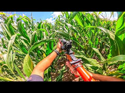 ESCONDE ESCONDE NA PLANTAÇÃO DE MILHO COM AIRSOFT
