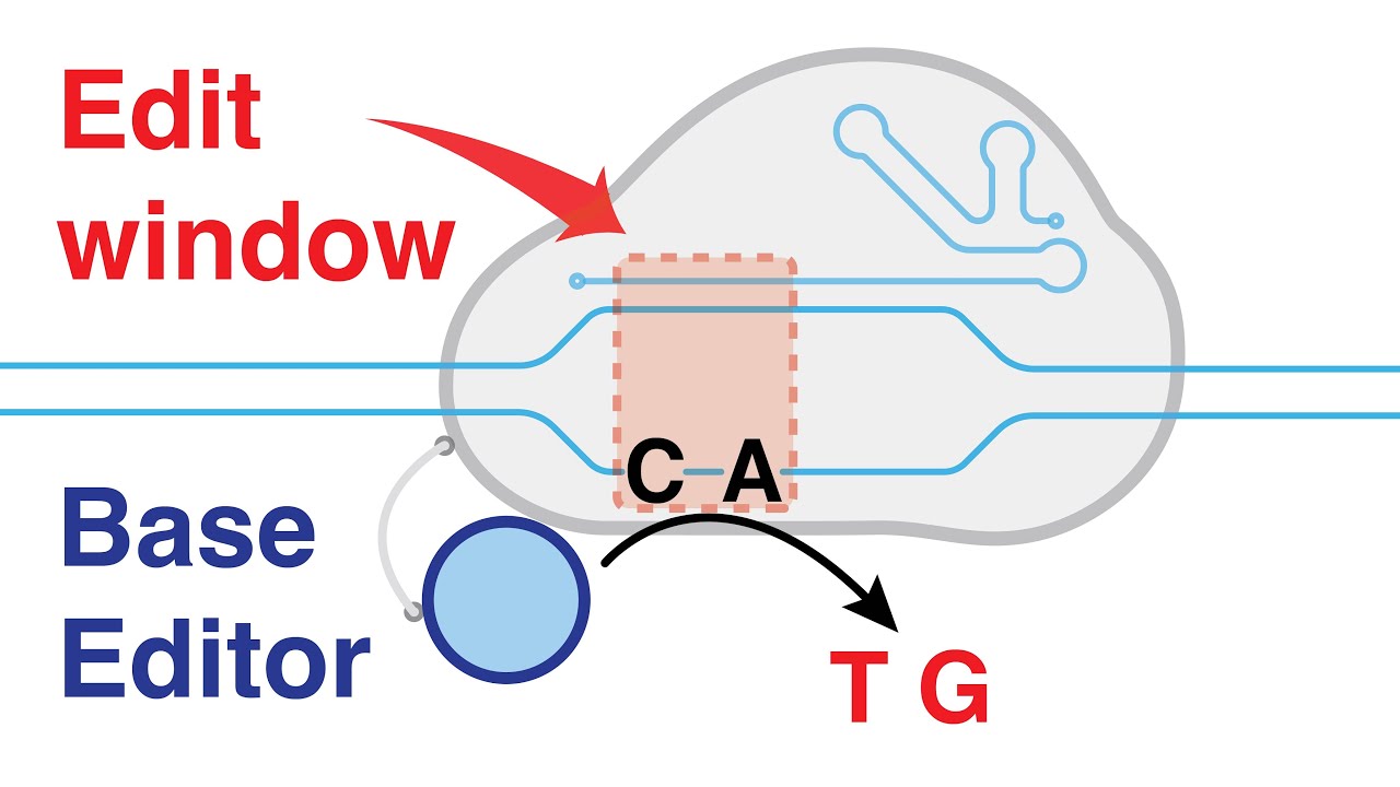 Base editing with CRISPR-Cas9