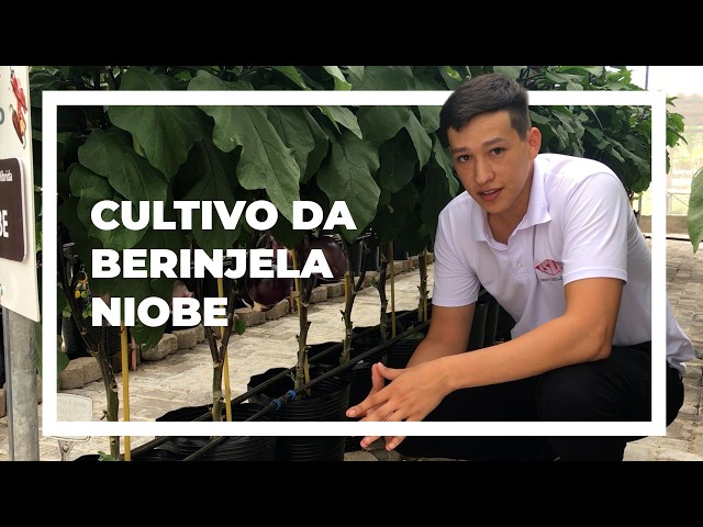 Cultivo da Berinjela Niobe