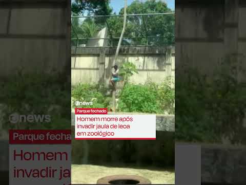 Homem morre após invadir jaula de leoa em zoológico