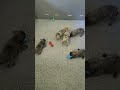French Bulldog dogs for sale: Rocky - Video 1
