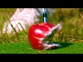 EVERYTHING Looks Better In Slow Motion Compilation Vol 14 16