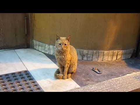 Ângela Polícia - Perigo! (Videoclip Oficial)