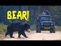 Ep 02 Bear Stopped Our Safari In Jim Corbett National Park
