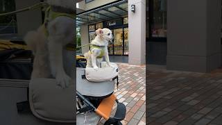 Drive in an Air Buggy for the first time! #youtubeshorts #vlog #funny #pets #cutedog