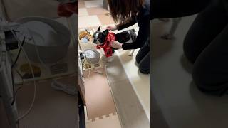 ママに貰ったお洋服を着て出たらフレブルのくん活が止まらなくなった？！