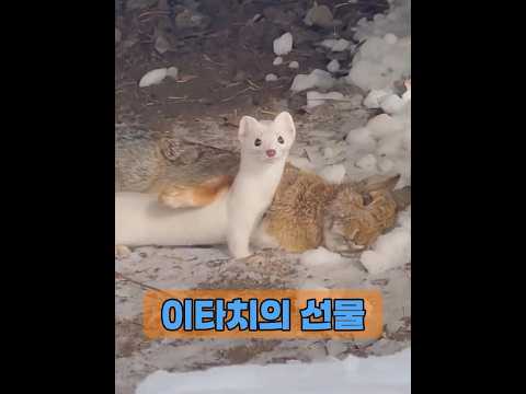 족제비는 남자의 도움에 대한 감사의 표시로 특별한 선물을 가져왔습니다. #animals #동물키우기 #동물