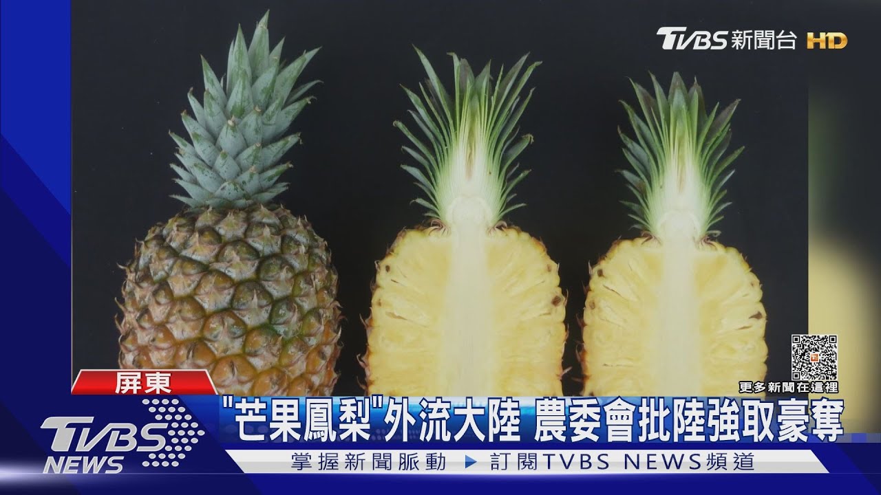 雪上加霜!鳳梨大出裂果恐跌價 新品種「芒果鳳梨」外流大陸