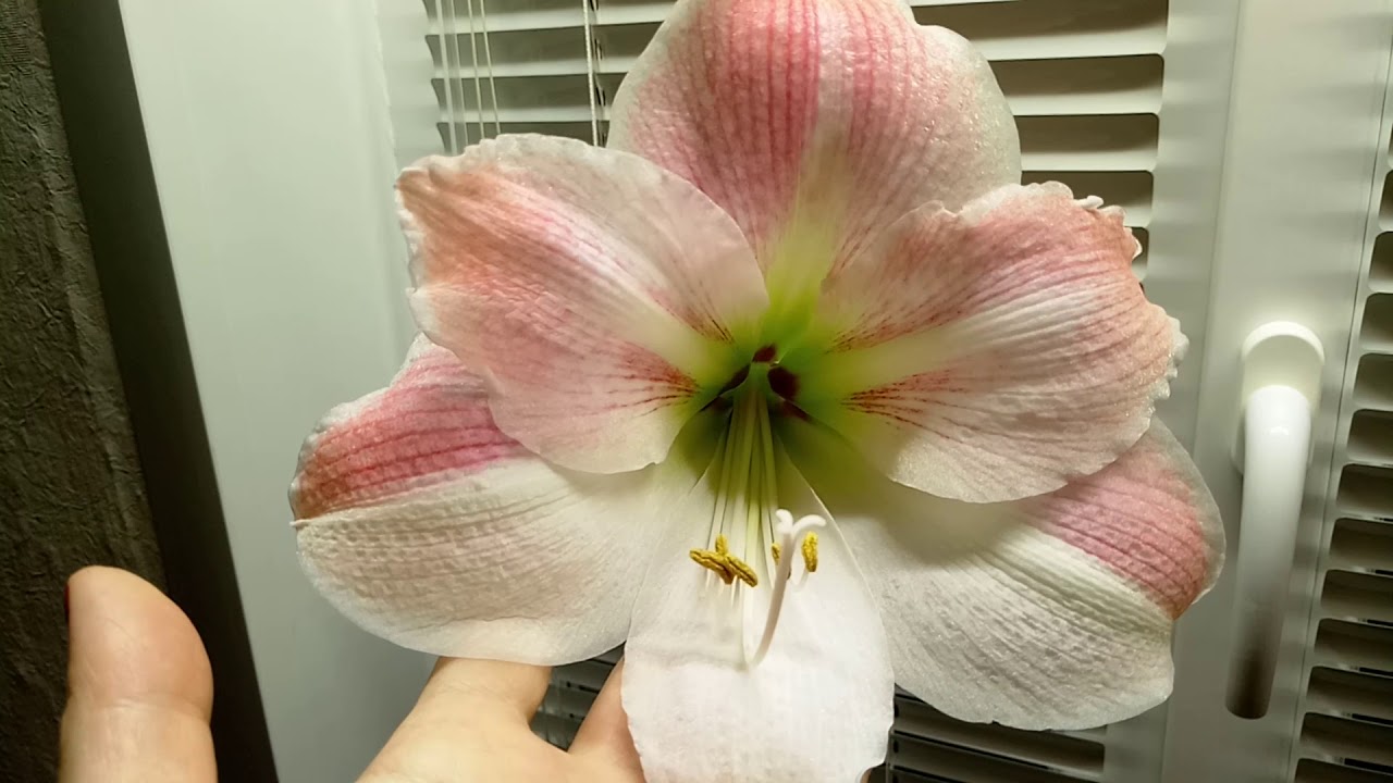 Амариллис Apple Blossom