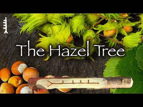 Hazel | Folklore, Myth and Magic of the Hazel Tree