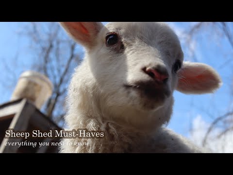How to Build the Perfect Sheep Shed: 5 Must-Know Essentials for Beginners