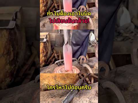 ทำไมต้องเอามีดร้อนๆไปเสียบต้นกล้วย #ความรู้รอบตัว #สาระ #shortvideo