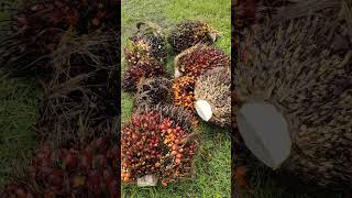 Download lagu duit datang mp3