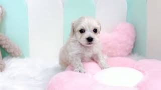 ハーフ犬の動画01