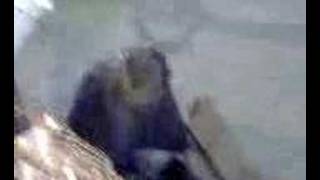 Alice lost her ticket