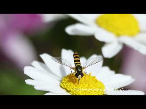 ヒメヒラタアブの飛翔