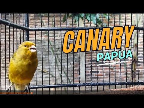 Canary sings first after molting - Canary training song