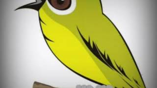 Download lagu Terapi Kicau Burung Pleci, Suara Seruling dan Air mp3 Download lagu Terapi Kicau Burung Pleci, Suara Seruling dan Air mp3
