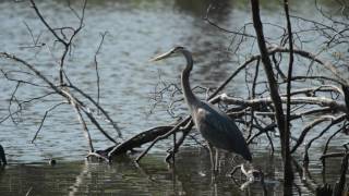 A Great Blue Heron by Morning Light
