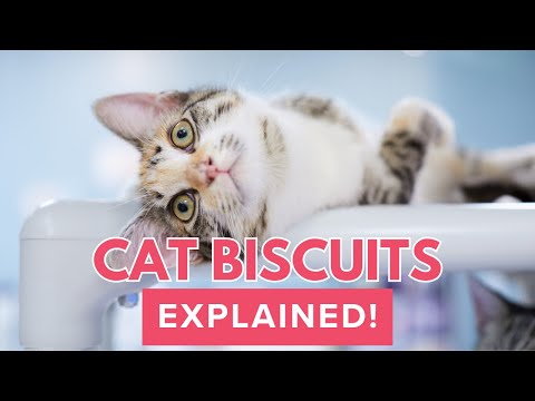 Why Cats Make Biscuits (The Sweet Truth Behind Kneading)