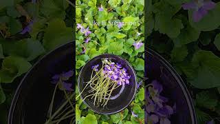 Download lagu Magical properties of violets #violets #violet #traditionalwitchcraft #hedgewitch #magicalflowers mp3 Download lagu Magical properties of violets #violets #violet #traditionalwitchcraft #hedgewitch #magicalflowers mp3