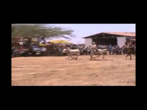 Toada do Boi Cacuête - Alon Zôa e Ary