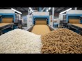 Inside A Rice Factory From Grain To Packaged Perfection