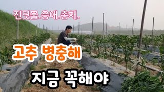 고추 병충해 예방  한방에