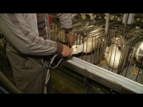 comment traiter foie gras