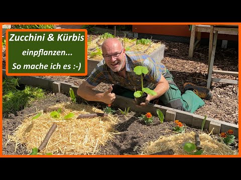 , title : 'Zucchini / Kürbis einpflanzen - So mache ich es in meinem Garten
