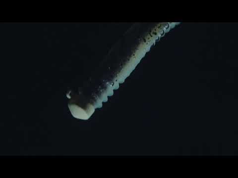 Rapala CrushCity Ned's BLT 3 Worm 7.5cm 3.5g Perch