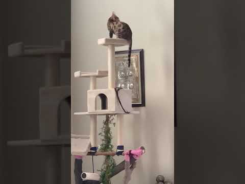 Leo Morning Wakeuo Routine