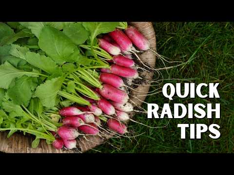 How to Grow a TON of Radishes in Almost No Space