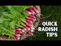 How to Grow a TON of Radishes in Almost No Space